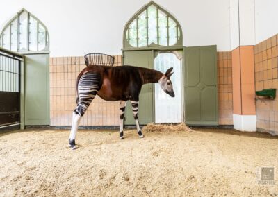 Zoo Antwerpen – okapi